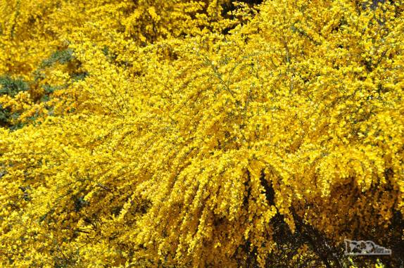 Um verdaddeiro show de cores na Ruta de Los 7 Lagos, no Parque Nacional Nahuel Huapi, na Argentina